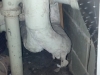 1st floor bathroom piping